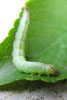 リンゴツマキリアツバ幼虫